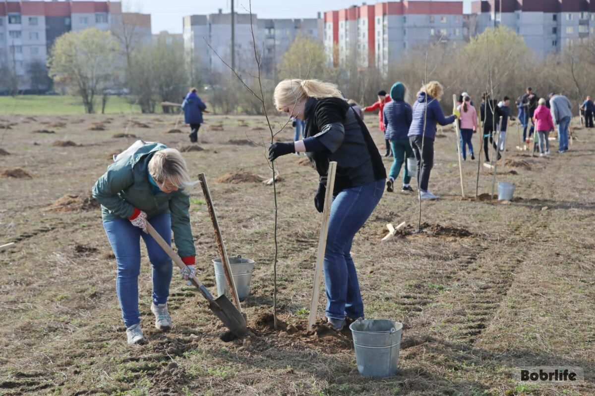 Республиканский субботник-2023: куда перечислять деньги, на что пойдут  собранные средства и как сложилась эта традиция — Бобруйский новостной  портал Bobrlife