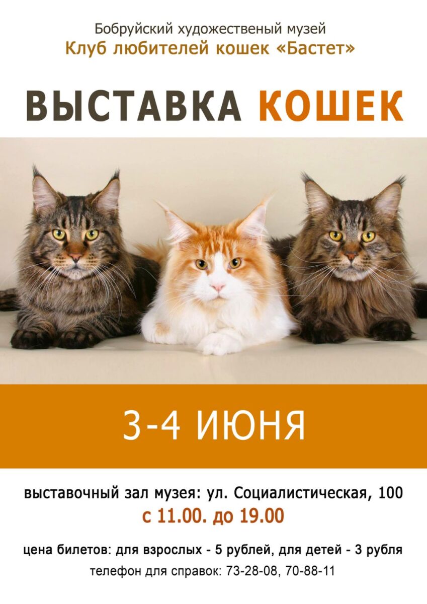 С 3 июня в Бобруйском художественном музее пройдет выставка кошек —  Бобруйский новостной портал Bobrlife