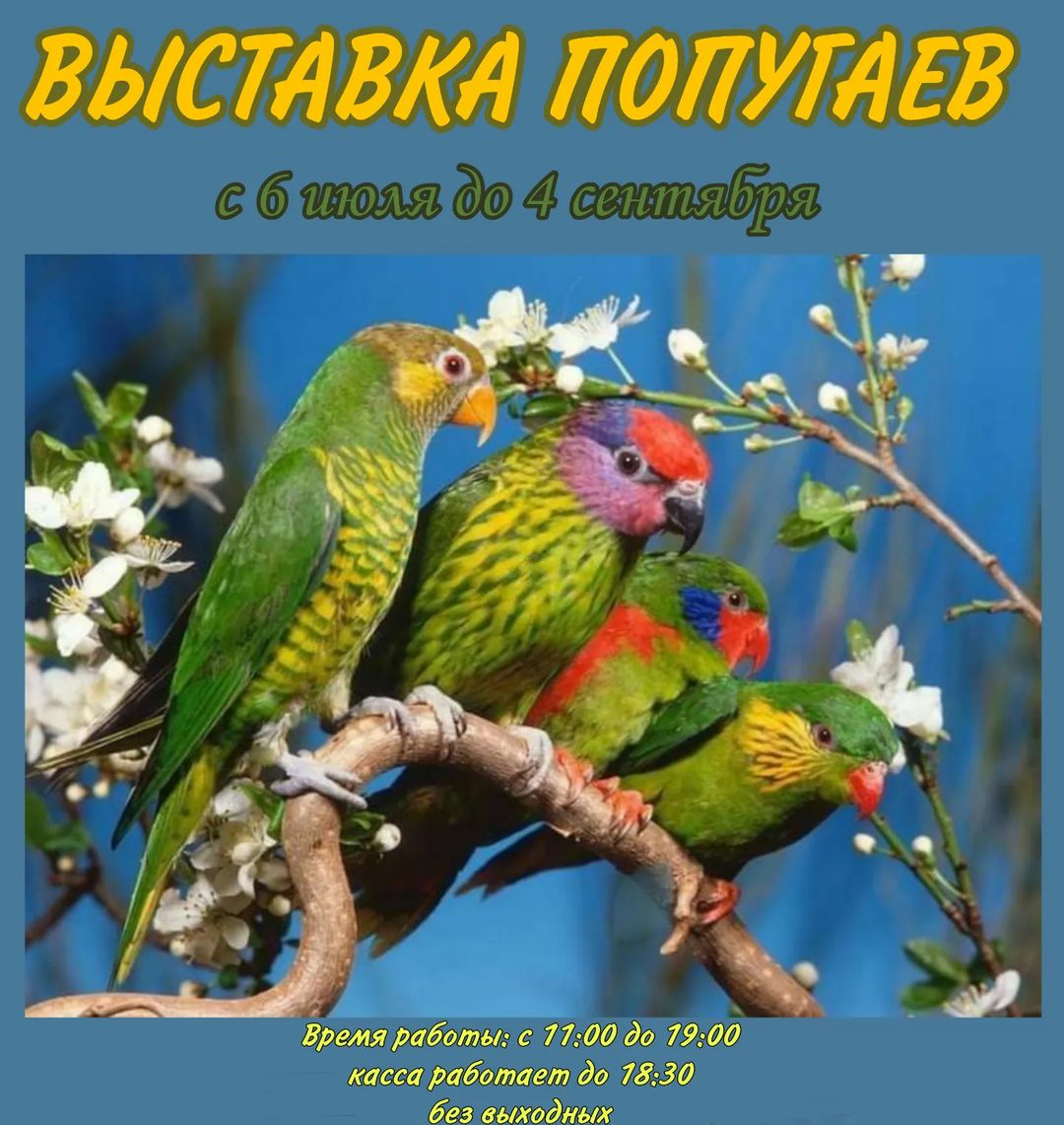 С 6 июля в Бобруйске работает выставка попугаев — Бобруйский новостной  портал Bobrlife