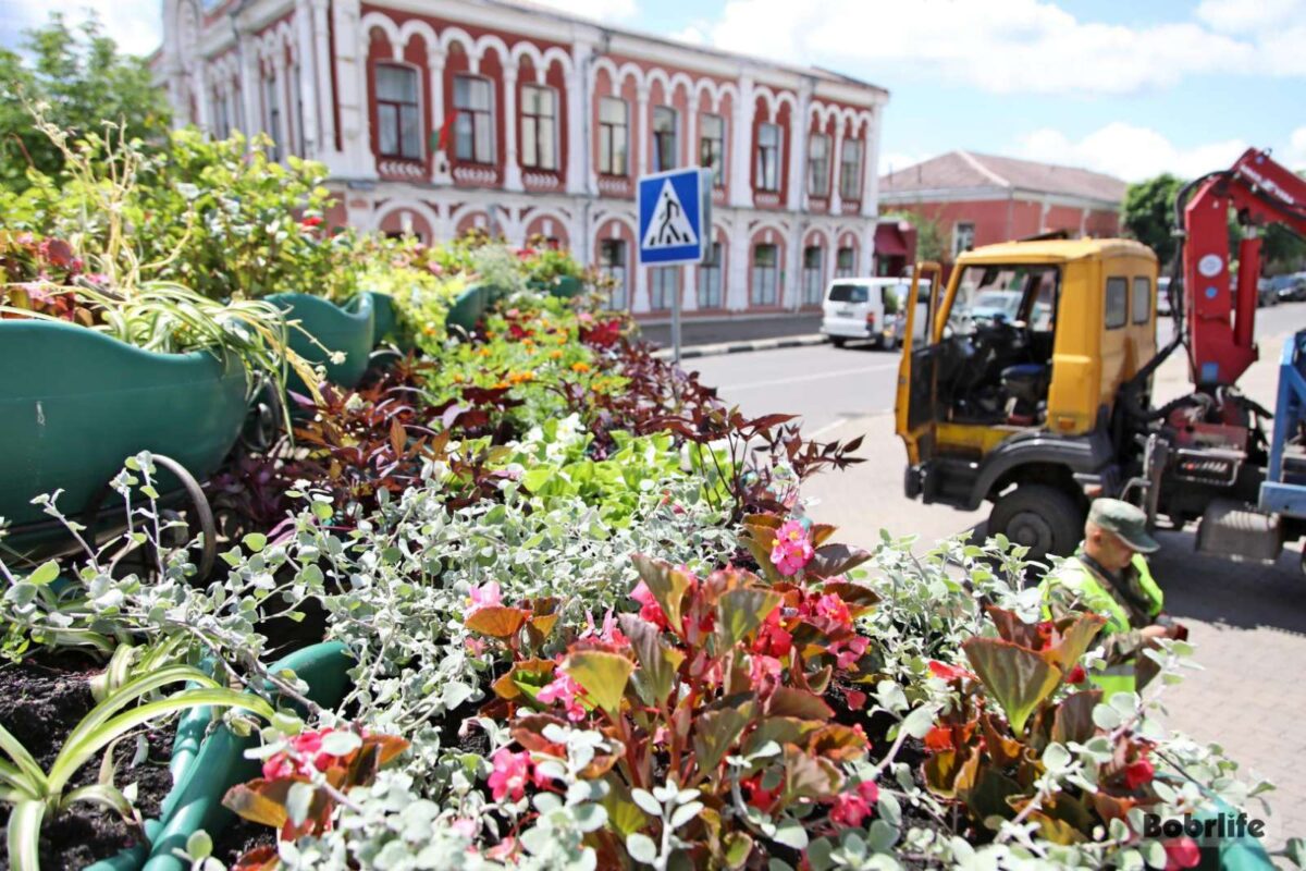 Бобруйск в цвету. В городе появляется больше клумб — Бобруйский новостной  портал Bobrlife