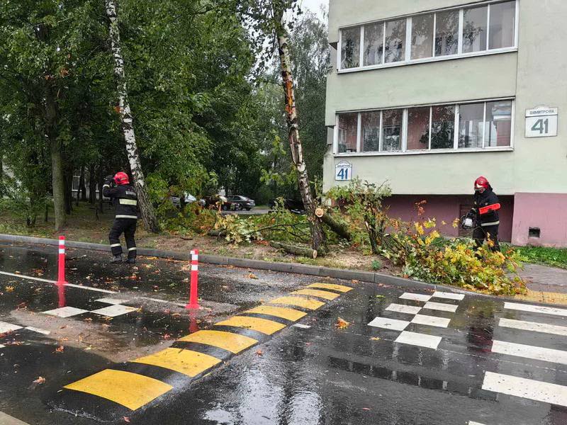 В результате непогоды в Бобруйске повалено несколько деревьев